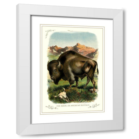 The Bison, or American Buffalo, 1900 White Modern Wood Framed Art Print with Double Matting by Unknown