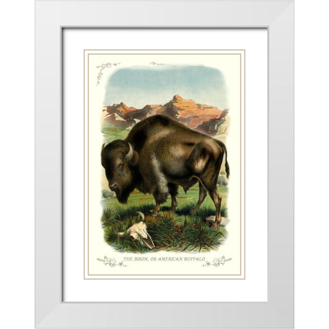 The Bison, or American Buffalo, 1900 White Modern Wood Framed Art Print with Double Matting by Unknown