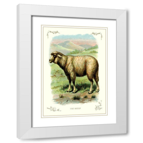 The Sheep, 1900 White Modern Wood Framed Art Print with Double Matting by Unknown