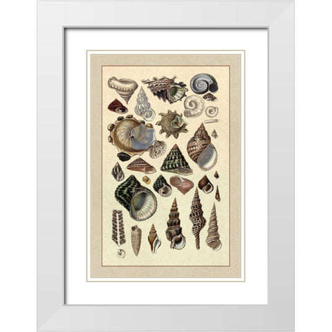 Shells: Trachelipoda #3 White Modern Wood Framed Art Print with Double Matting by Sowerby, G.B.