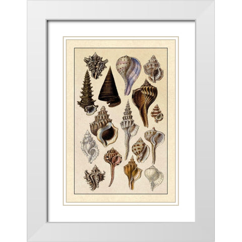 Shells: Trachelipoda #4 White Modern Wood Framed Art Print with Double Matting by Sowerby, G.B.