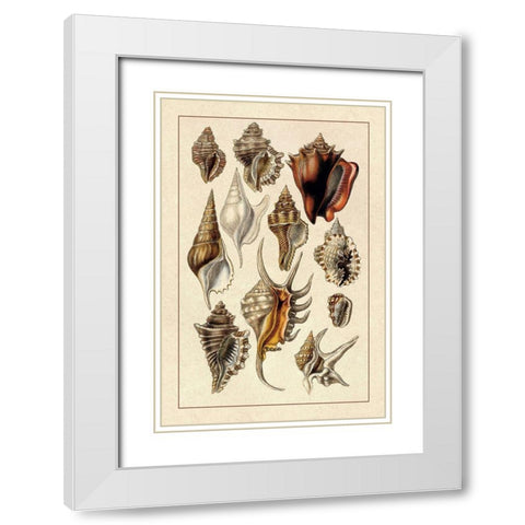 Shells: Trachelipoda #5 White Modern Wood Framed Art Print with Double Matting by Sowerby, G.B.