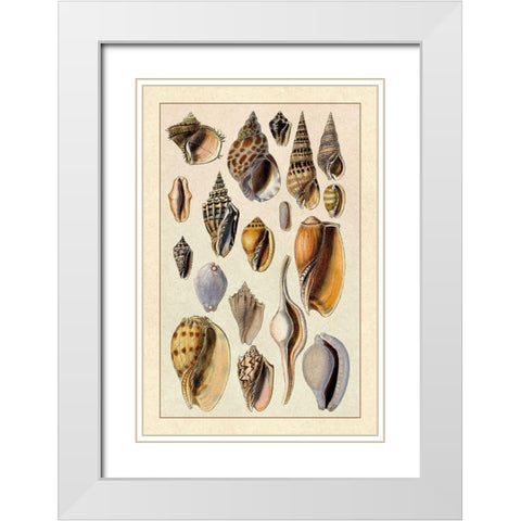 Shells: Trachelipoda #6 White Modern Wood Framed Art Print with Double Matting by Sowerby, G.B.