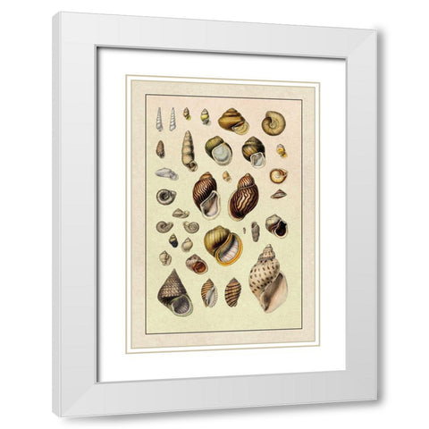 Shells: Sessile Cirripedes #2 White Modern Wood Framed Art Print with Double Matting by Sowerby, G.B.
