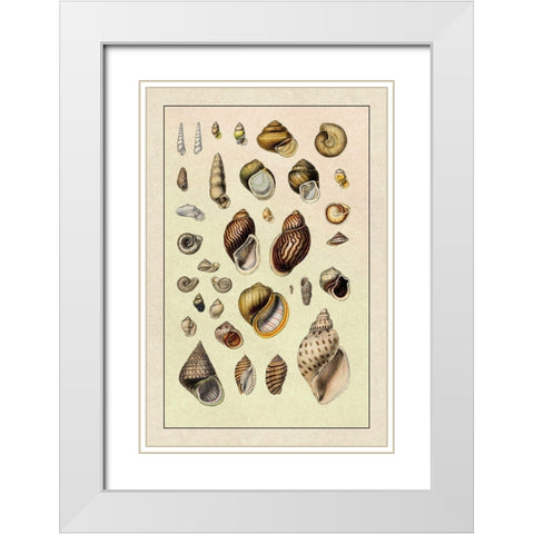 Shells: Sessile Cirripedes #2 White Modern Wood Framed Art Print with Double Matting by Sowerby, G.B.