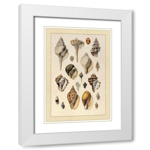 Shells: Sessile Cirripedes #3 White Modern Wood Framed Art Print with Double Matting by Sowerby, G.B.