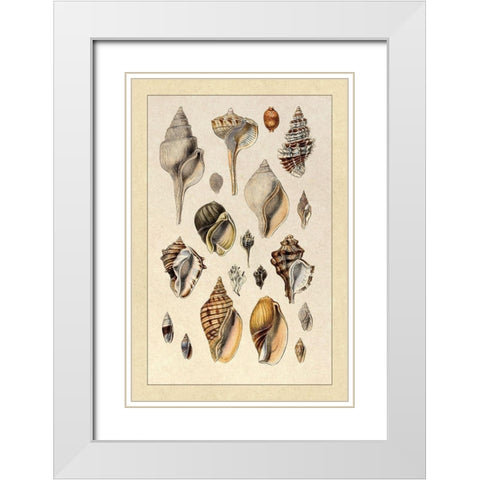 Shells: Sessile Cirripedes #3 White Modern Wood Framed Art Print with Double Matting by Sowerby, G.B.