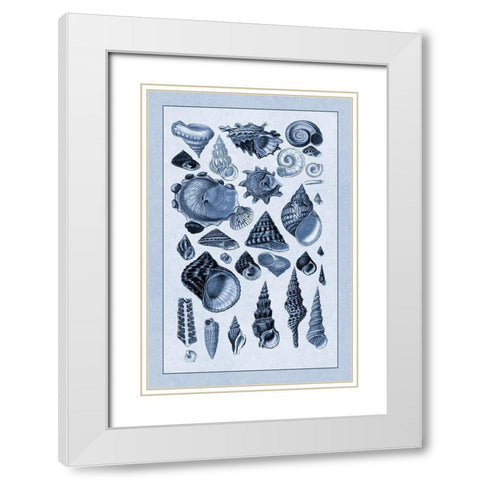 Shells: Trachelipoda #3 (Blue) White Modern Wood Framed Art Print with Double Matting by Sowerby, G.B.