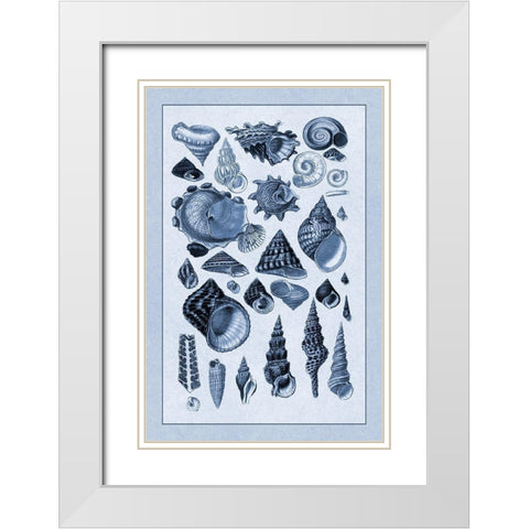 Shells: Trachelipoda #3 (Blue) White Modern Wood Framed Art Print with Double Matting by Sowerby, G.B.