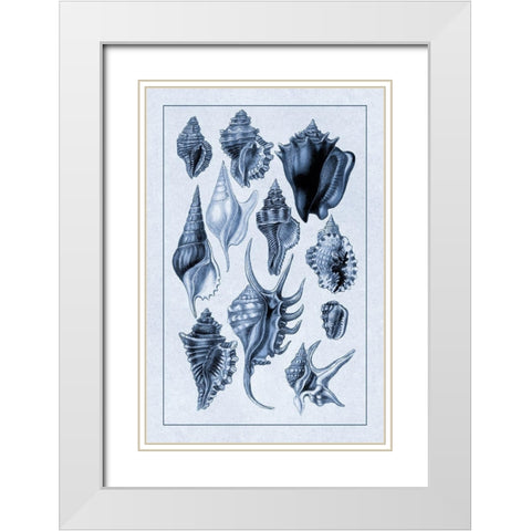 Shells: Trachelipoda #5 (Blue) White Modern Wood Framed Art Print with Double Matting by Sowerby, G.B.