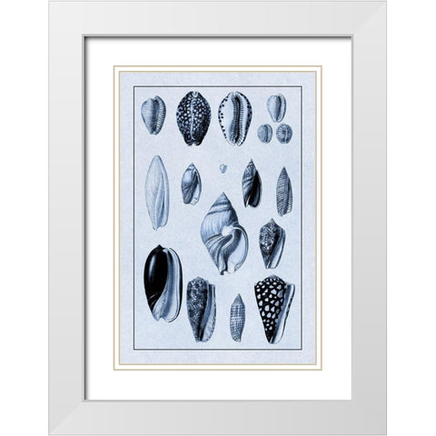 Shells: Convoltae and Orthocerata (Blue) White Modern Wood Framed Art Print with Double Matting by Sowerby, G.B.