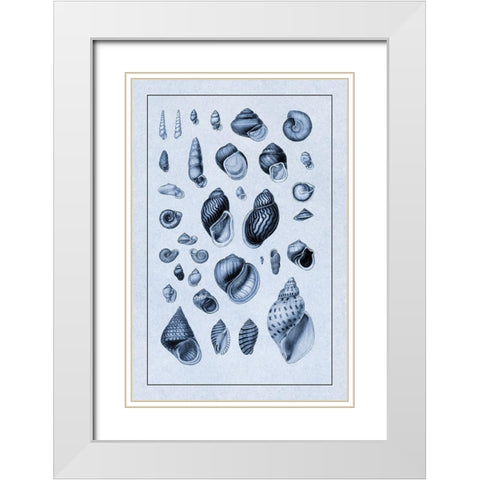 Shells: Sessile Cirripedes #2 (Blue) White Modern Wood Framed Art Print with Double Matting by Sowerby, G.B.