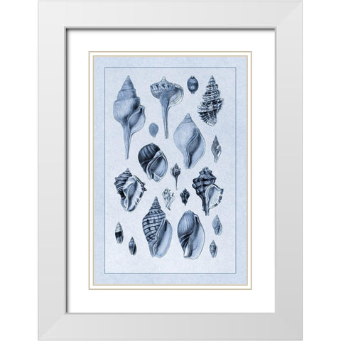 Shells: Sessile Cirripedes #3 (Blue) White Modern Wood Framed Art Print with Double Matting by Sowerby, G.B.