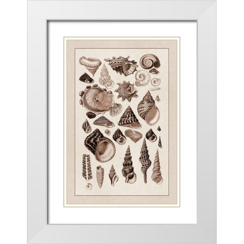 Shells: Trachelipoda #3 (Sepia) White Modern Wood Framed Art Print with Double Matting by Sowerby, G.B.