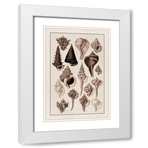 Shells: Trachelipoda #4 (Sepia) White Modern Wood Framed Art Print with Double Matting by Sowerby, G.B.