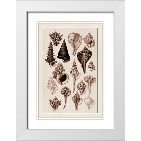 Shells: Trachelipoda #4 (Sepia) White Modern Wood Framed Art Print with Double Matting by Sowerby, G.B.