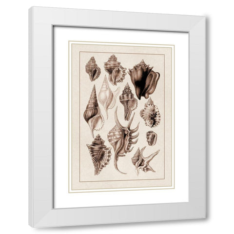 Shells: Trachelipoda #5 (Sepia) White Modern Wood Framed Art Print with Double Matting by Sowerby, G.B.