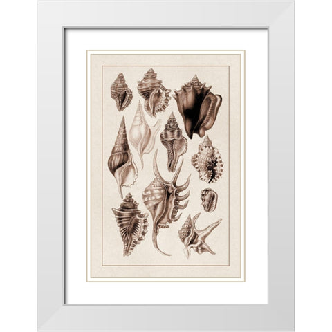 Shells: Trachelipoda #5 (Sepia) White Modern Wood Framed Art Print with Double Matting by Sowerby, G.B.