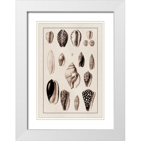 Shells: Convoltae and Orthocerata (Sepia) White Modern Wood Framed Art Print with Double Matting by Sowerby, G.B.