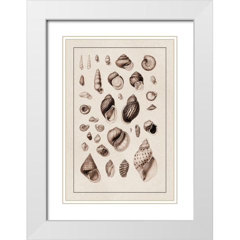 Shells: Sessile Cirripedes #2 (Sepia) White Modern Wood Framed Art Print with Double Matting by Sowerby, G.B.
