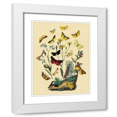 Moths: C. Miniata, S. Aurita, et al. White Modern Wood Framed Art Print with Double Matting by Kirby, W. F.
