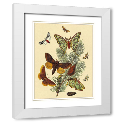 Moths: E. Pudica, E. Pantheria, S. Caecigena, L. Lineosa White Modern Wood Framed Art Print with Double Matting by Kirby, W. F.