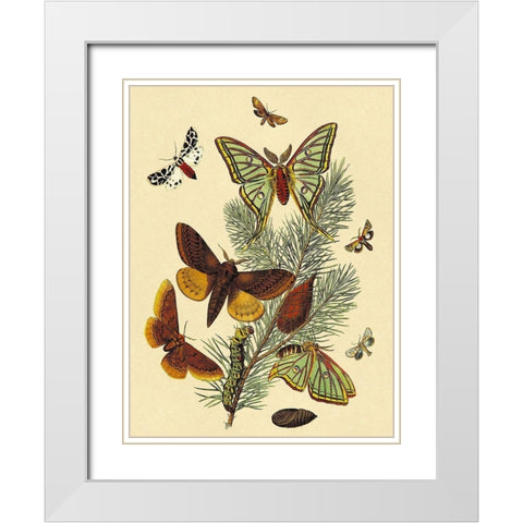 Moths: E. Pudica, E. Pantheria, S. Caecigena, L. Lineosa White Modern Wood Framed Art Print with Double Matting by Kirby, W. F.