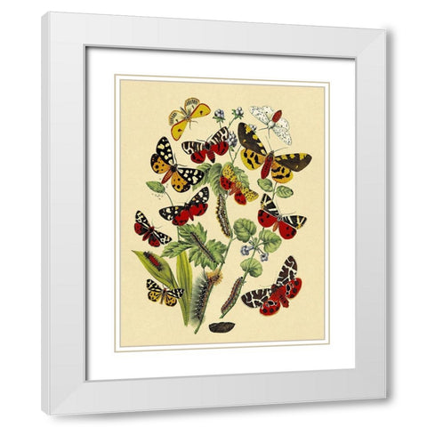 Moths: N. Plantaginis, A. Purpurea, et al. White Modern Wood Framed Art Print with Double Matting by Kirby, W. F.