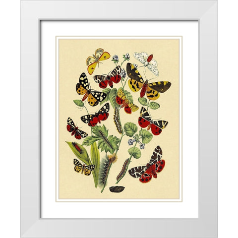 Moths: N. Plantaginis, A. Purpurea, et al. White Modern Wood Framed Art Print with Double Matting by Kirby, W. F.