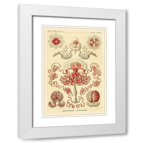 Haeckel Nature Illustrations: Anthomedusae White Modern Wood Framed Art Print with Double Matting by Haeckel, Ernst