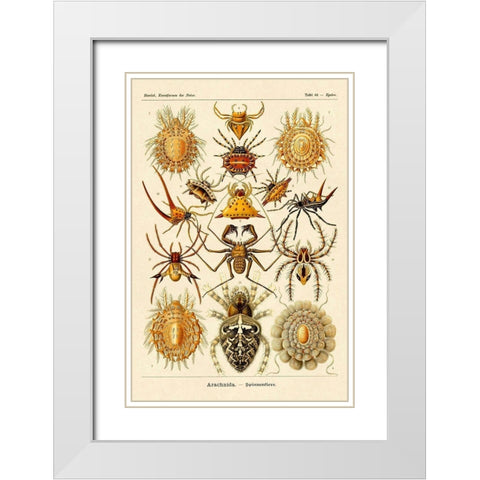 Haeckel Nature Illustrations: Spiders White Modern Wood Framed Art Print with Double Matting by Haeckel, Ernst