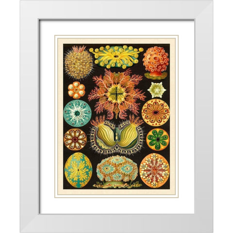 Haeckel Nature Illustrations: Ascidiae White Modern Wood Framed Art Print with Double Matting by Haeckel, Ernst