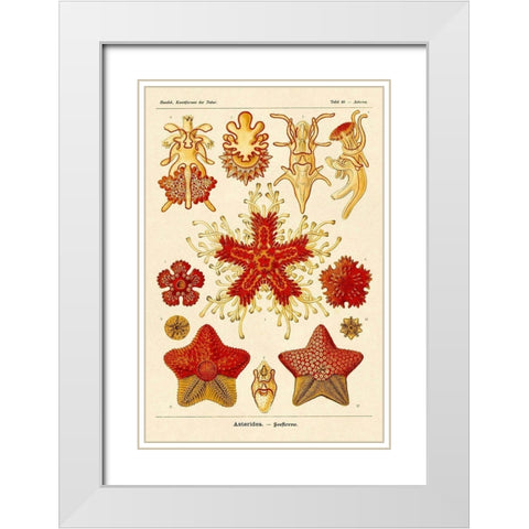Haeckel Nature Illustrations: Starfish White Modern Wood Framed Art Print with Double Matting by Haeckel, Ernst