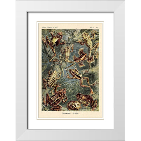 Haeckel Nature Illustrations: Frogs White Modern Wood Framed Art Print with Double Matting by Haeckel, Ernst