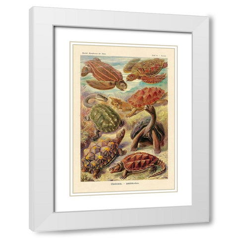 Haeckel Nature Illustrations: Turtles White Modern Wood Framed Art Print with Double Matting by Haeckel, Ernst