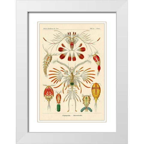Haeckel Nature Illustrations: Crustaceans White Modern Wood Framed Art Print with Double Matting by Haeckel, Ernst