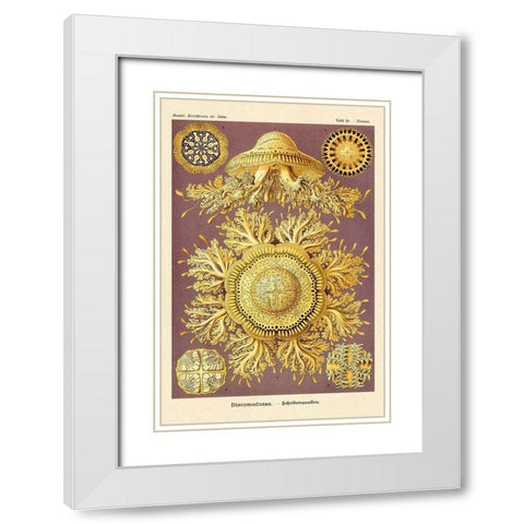 Haeckel Nature Illustrations: Jelly Fish White Modern Wood Framed Art Print with Double Matting by Haeckel, Ernst