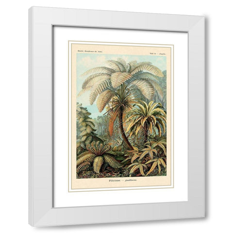 Haeckel Nature Illustrations: Ferns White Modern Wood Framed Art Print with Double Matting by Haeckel, Ernst