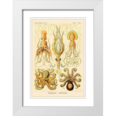 Haeckel Nature Illustrations: Cephlopods White Modern Wood Framed Art Print with Double Matting by Haeckel, Ernst