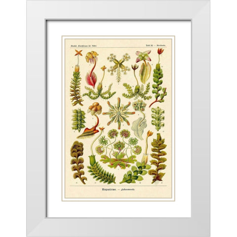 Haeckel Nature Illustrations: Corals White Modern Wood Framed Art Print with Double Matting by Haeckel, Ernst