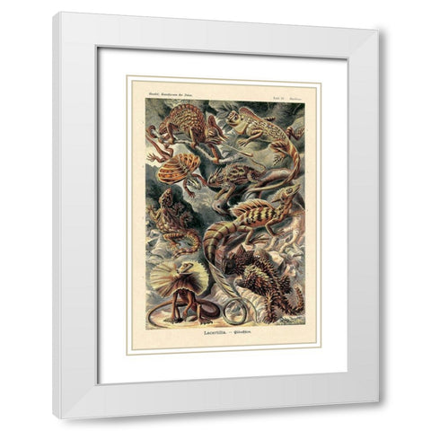 Haeckel Nature Illustrations: Lizards White Modern Wood Framed Art Print with Double Matting by Haeckel, Ernst