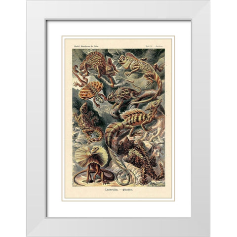 Haeckel Nature Illustrations: Lizards White Modern Wood Framed Art Print with Double Matting by Haeckel, Ernst
