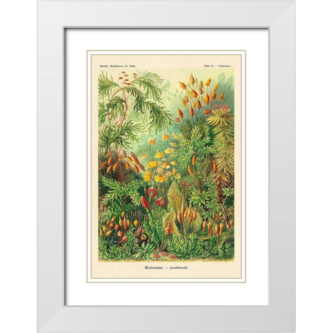Haeckel Nature Illustrations: Muscinae White Modern Wood Framed Art Print with Double Matting by Haeckel, Ernst