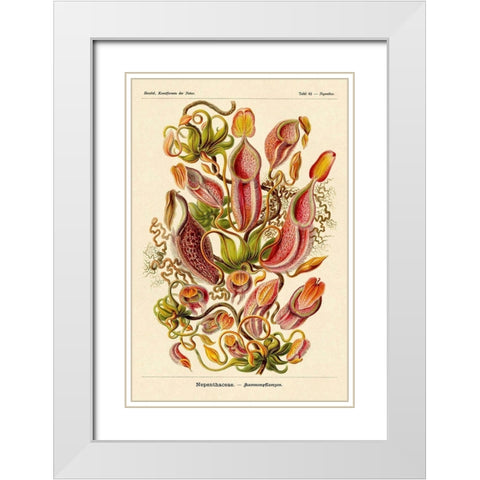 Haeckel Nature Illustrations: Pitcher Plants White Modern Wood Framed Art Print with Double Matting by Haeckel, Ernst