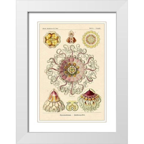 Haeckel Nature Illustrations: Jelly Fish White Modern Wood Framed Art Print with Double Matting by Haeckel, Ernst