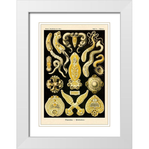 Haeckel Nature Illustrations: Flatworms White Modern Wood Framed Art Print with Double Matting by Haeckel, Ernst