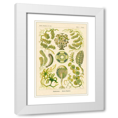 Haeckel Nature Illustrations: Siphoneae Hydrozoa White Modern Wood Framed Art Print with Double Matting by Haeckel, Ernst