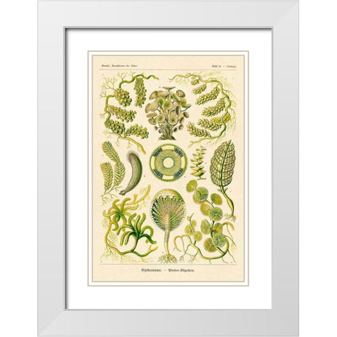 Haeckel Nature Illustrations: Siphoneae Hydrozoa White Modern Wood Framed Art Print with Double Matting by Haeckel, Ernst