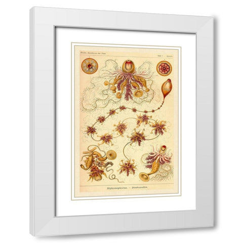 Haeckel Nature Illustrations: Siphoneae Hydrozoa White Modern Wood Framed Art Print with Double Matting by Haeckel, Ernst