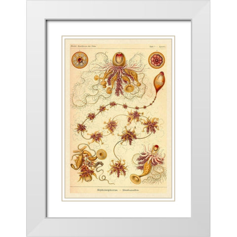 Haeckel Nature Illustrations: Siphoneae Hydrozoa White Modern Wood Framed Art Print with Double Matting by Haeckel, Ernst